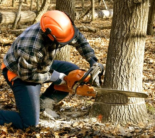 Tree Removal in West Point, VA